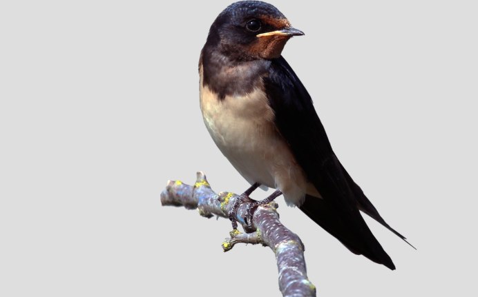 Graphic swallow PNG