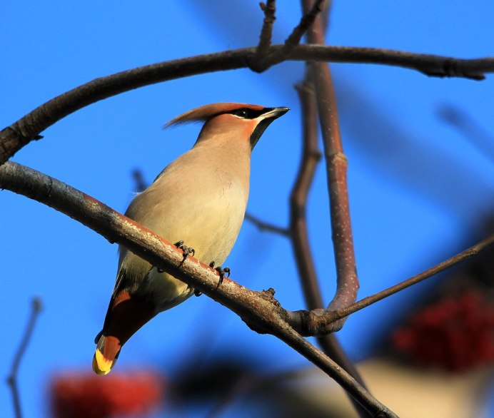 Свиристель обыкновенный (Bombycilla garrulus)
