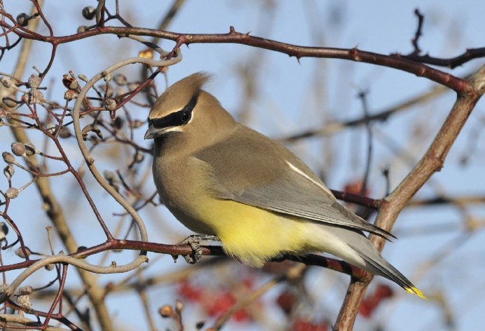 Bombycilla garrulus птица