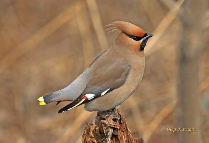 Cedar Waxwing птица