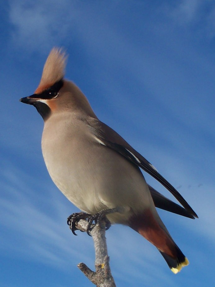 Bombycilla garrulus