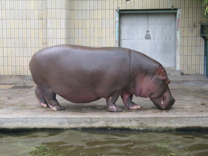 Hippopotamus Zoo