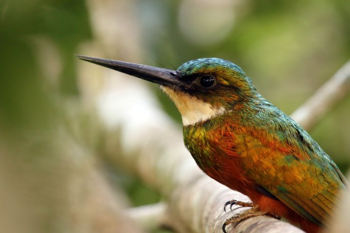 Galbula ruficauda