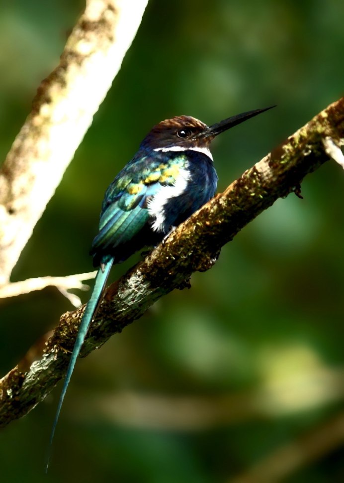 Galbula ruficauda