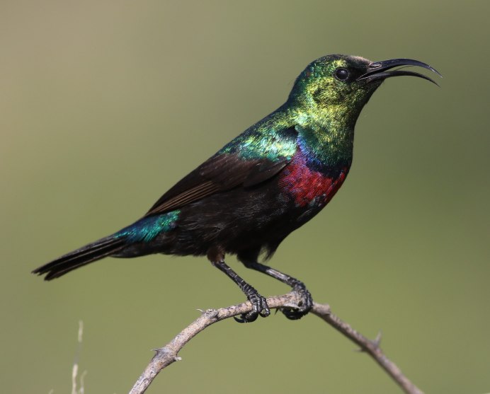 Green-headed Sunbird