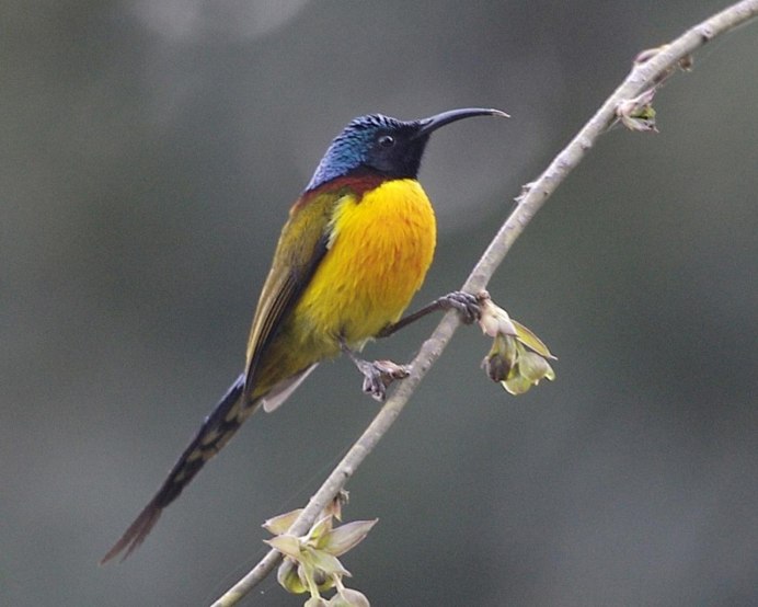 Sunbird III