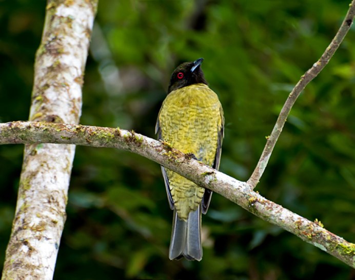 Purus Jacamar