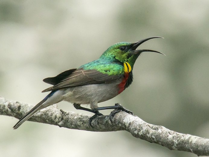 Cinnyris chalybeus)