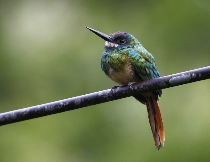 Galbula ruficauda