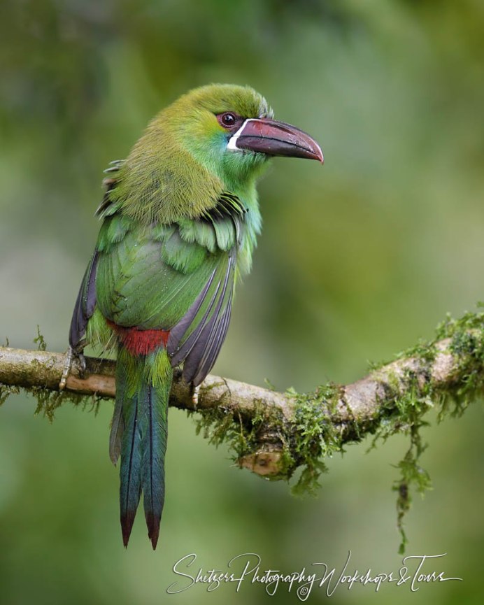 Greater Double Collared Sunbird