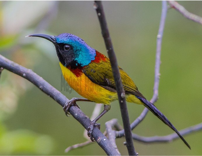 Crimson Sunbird