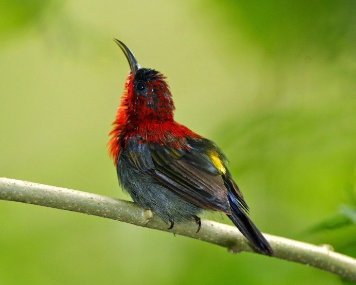 Aethopyga nipalensis