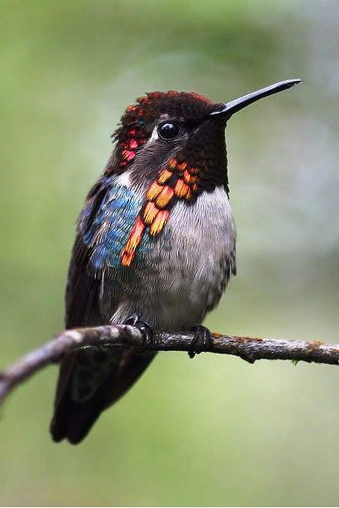 Сейшельская птица Sunbird