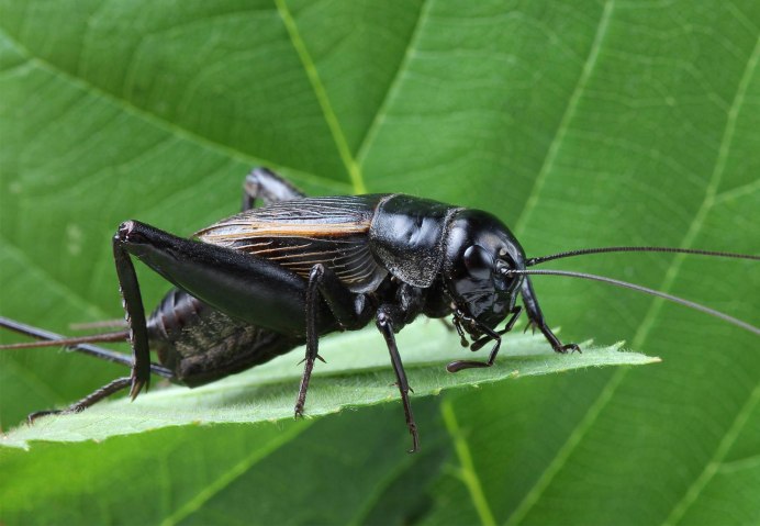Банановый сверчок (Gryllus assimilis)