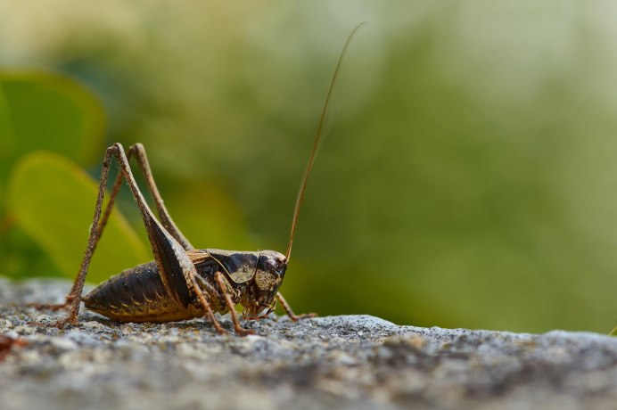 Crickets for