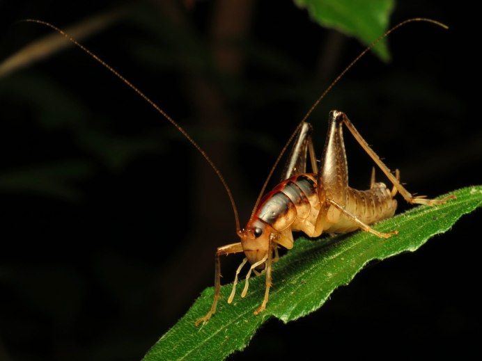 Семейство Rhaphidophoridae
