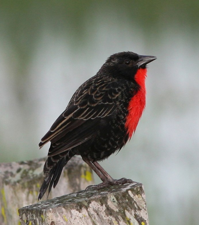 Icterus cucullatus)
