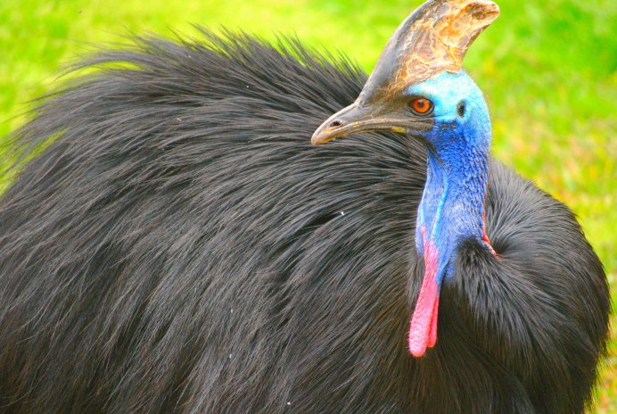 Шлемоносный казуар (casuarius casuarius);