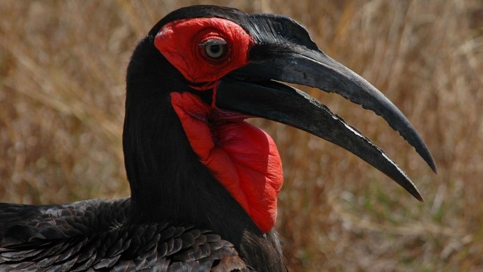 Гималайский монал Lophophorus impejanus