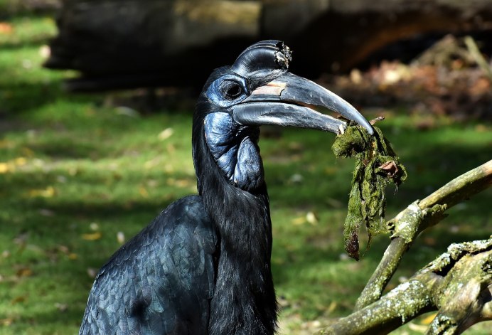 Ground Hornbill птица