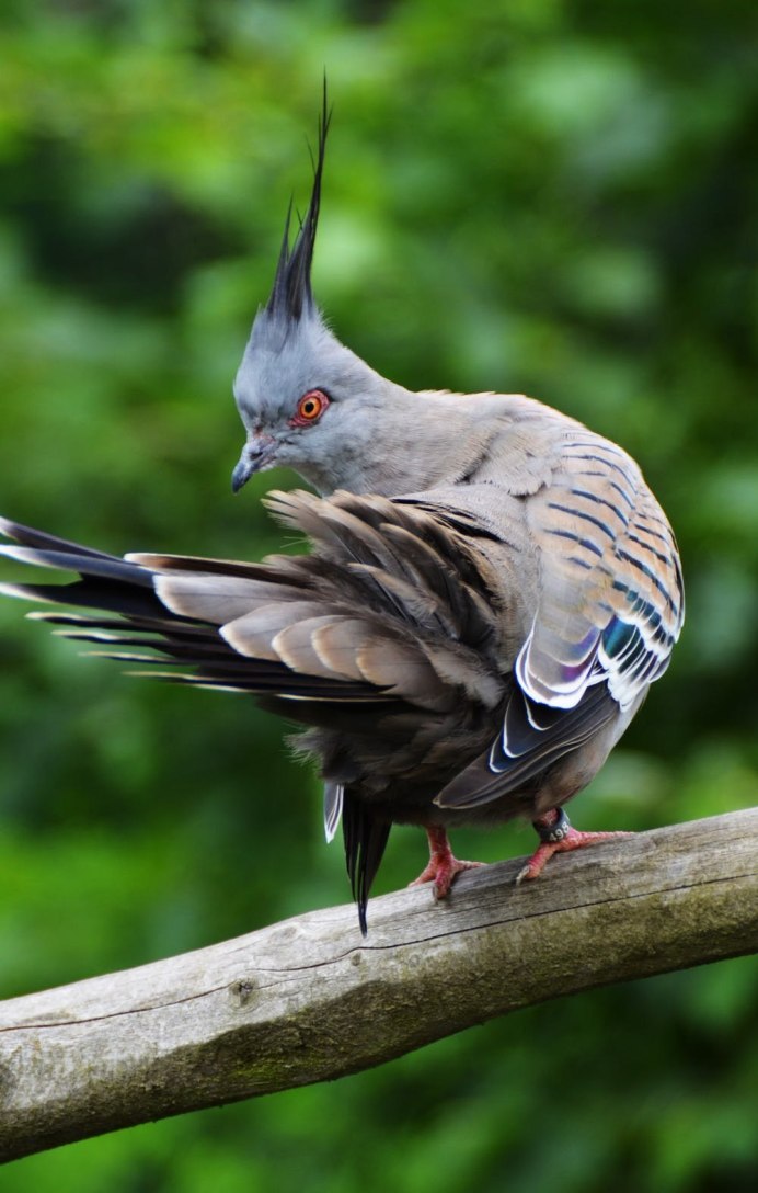 Balearica regulorum