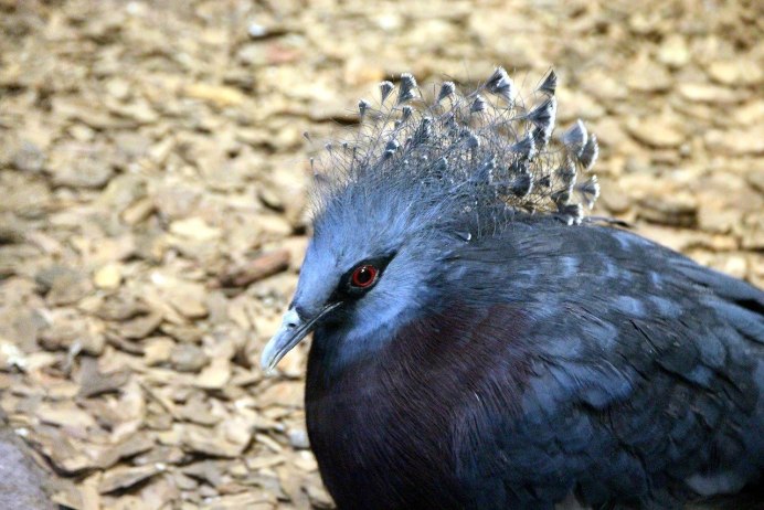 Чибис Vanellus Vanellus