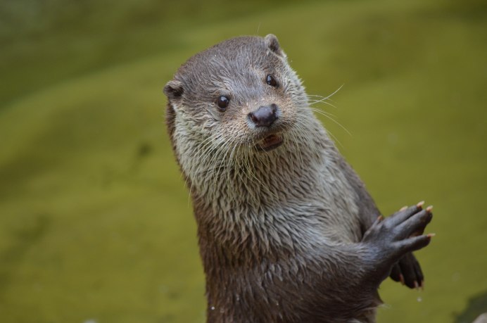 European Otter