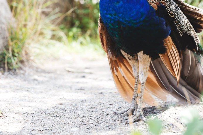 Павлин (Pavo cristatus)