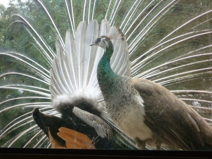 Peacock foot