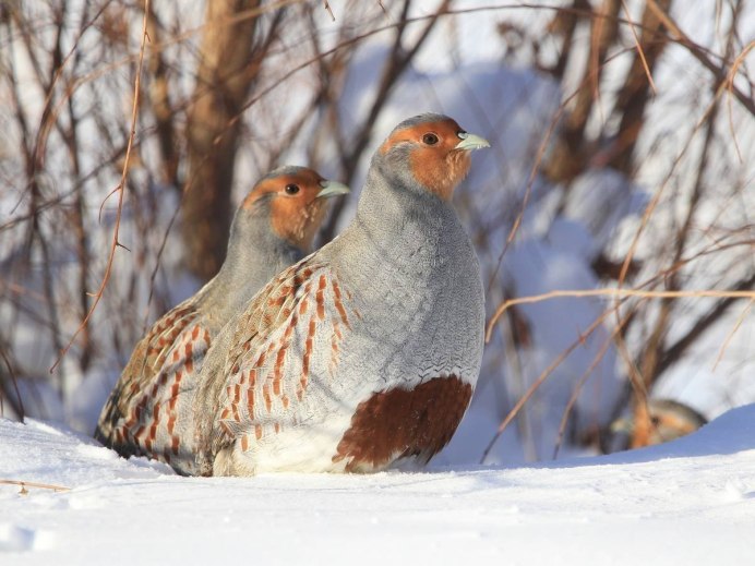 Серая куропатка (Perdix Perdix)