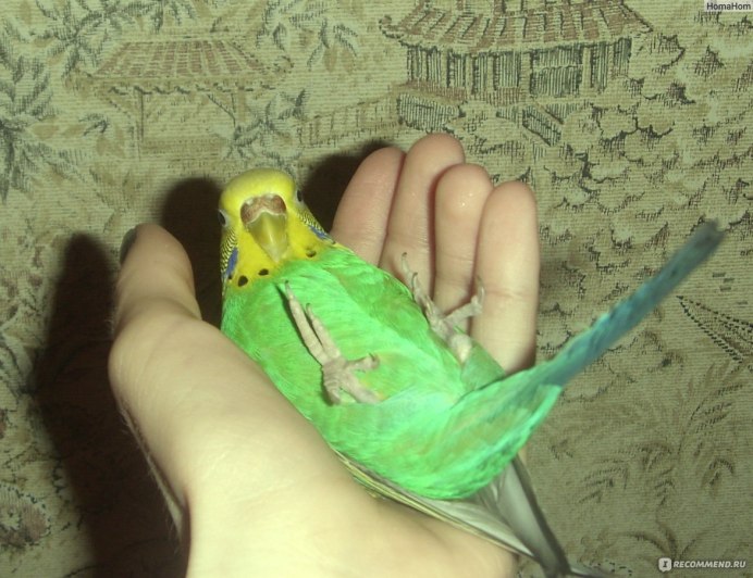 Волнистый попугай на руке