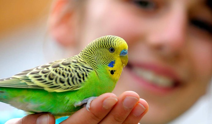 Волнистый попугай и человек