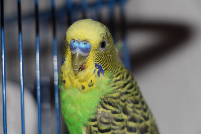 Волнистый попугай Кира