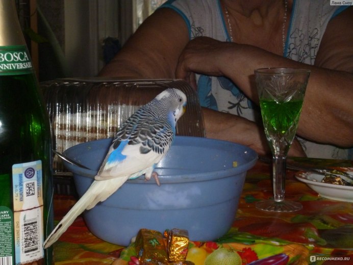 Приручить попугая к рукам