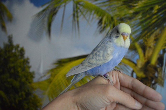Волнистые попугаи в Московском зоопарке