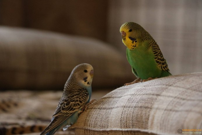 Волнистый попугай в неволе