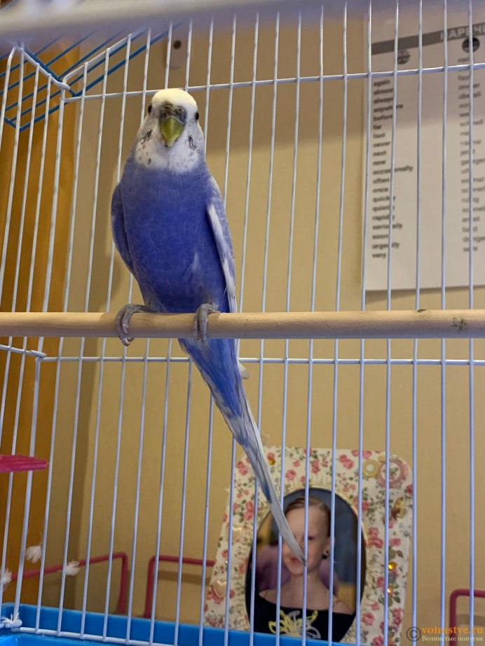 Адаптирование волнистого попугая