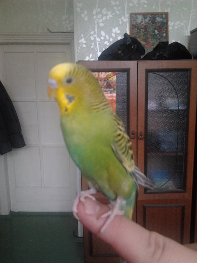 Прирученный волнистый попугай