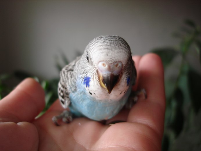 Budgie 2006