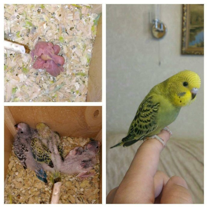 Птенец выставочного волнистика