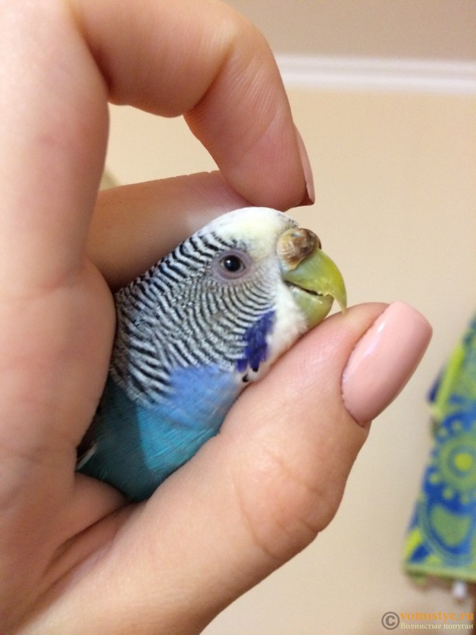 Волнистый попугай Кира