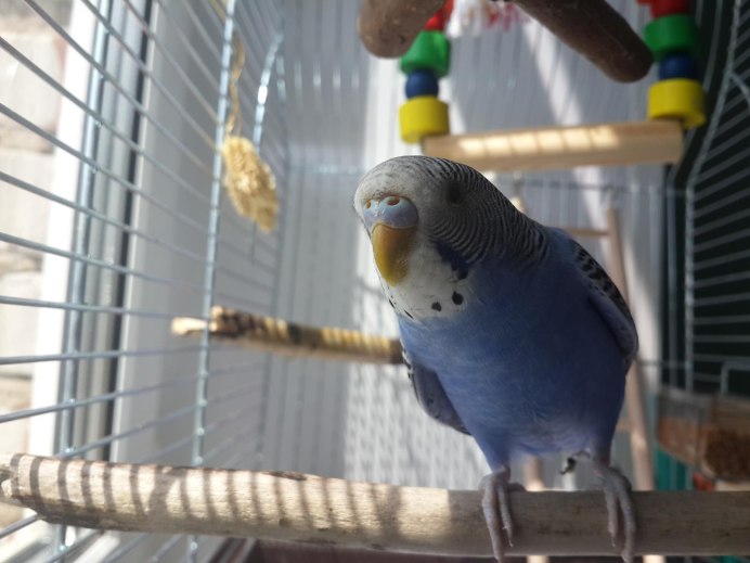 Филя попугай