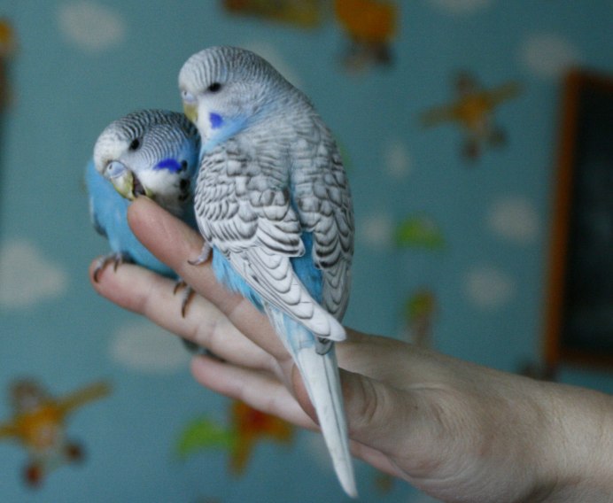 Ручной попугай