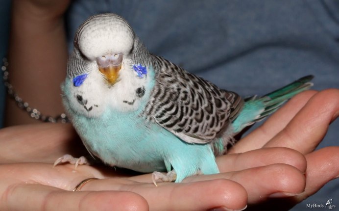 Приручение волнистого попугая