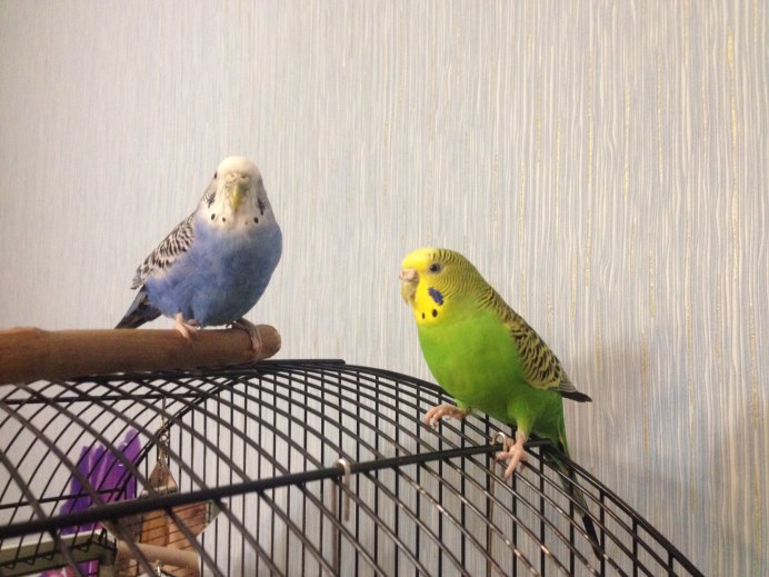 Попугайчик и Архангельская область