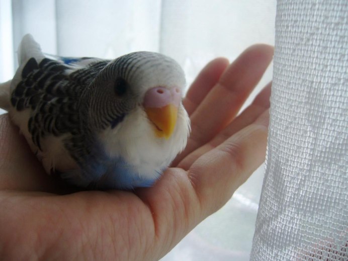 Прирученный волнистый попугай