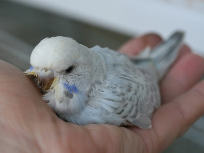 Прирученный волнистый попугай