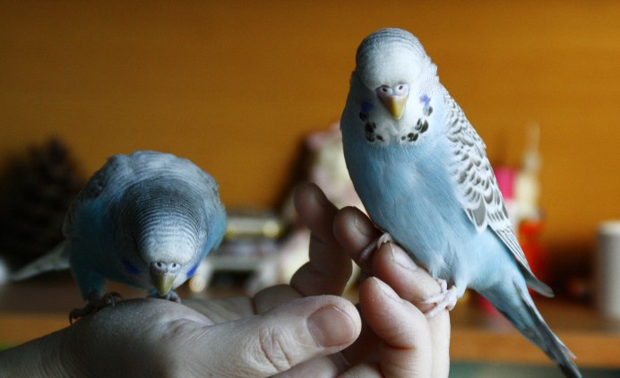 Птенец самка волнистого попугая