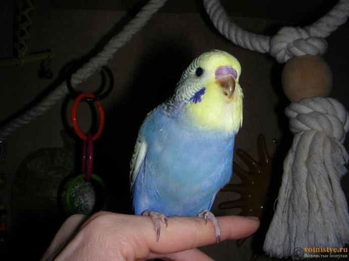 Питомник волнистых попугаев в Москве