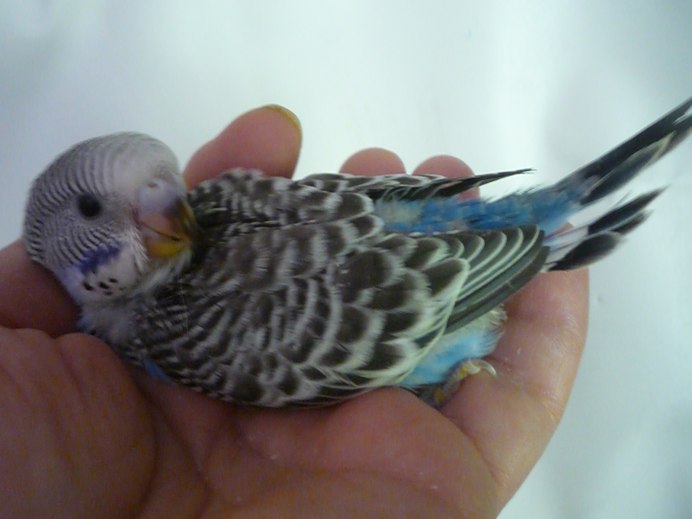 Милые волнистые попугайчики